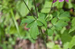 European columbine